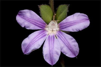 APII jpeg image of Scaevola platyphylla  © contact APII