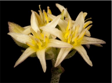 APII jpeg image of Conostylis teretifolia subsp. teretifolia  © contact APII