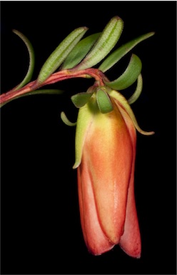 APII jpeg image of Darwinia hypericifolia  © contact APII
