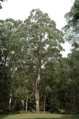 APII jpeg image of Eucalyptus viminalis  © contact APII
