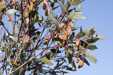 APII jpeg image of Eucalyptus forrestiana subsp. forrestiana  © contact APII
