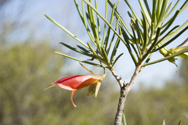 APII jpeg image of Eremophila oldfieldii subsp. angustifolia  © contact APII