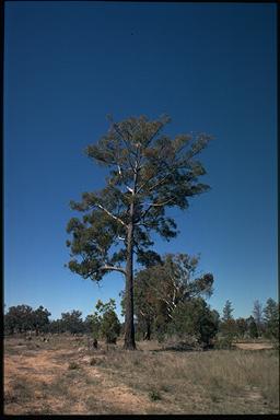 APII jpeg image of Eucalyptus mckieana  © contact APII
