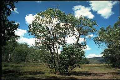 APII jpeg image of Eucalyptus neglecta  © contact APII