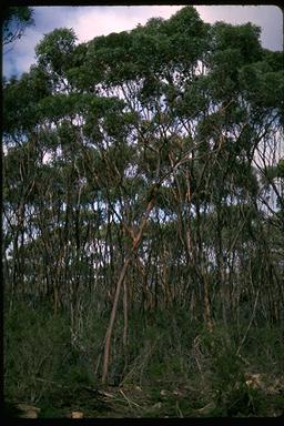 APII jpeg image of Eucalyptus newbeyi  © contact APII