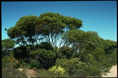 APII jpeg image of Eucalyptus oleosa  © contact APII
