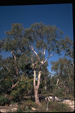 APII jpeg image of Eucalyptus parramattensis  © contact APII