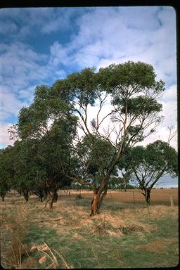 APII jpeg image of Eucalyptus phenax  © contact APII