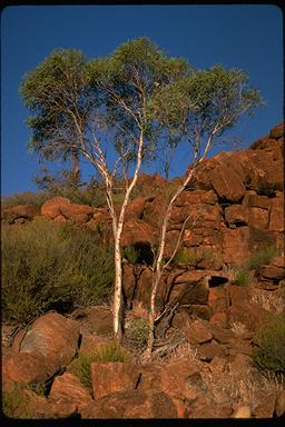 APII jpeg image of Eucalyptus platydisca  © contact APII