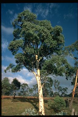 APII jpeg image of Eucalyptus mannifera subsp. praecox  © contact APII