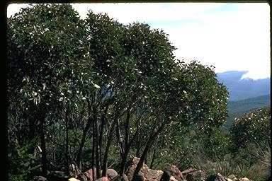 APII jpeg image of Eucalyptus x alpina  © contact APII