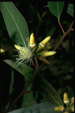 APII jpeg image of Eucalyptus amplifolia  © contact APII