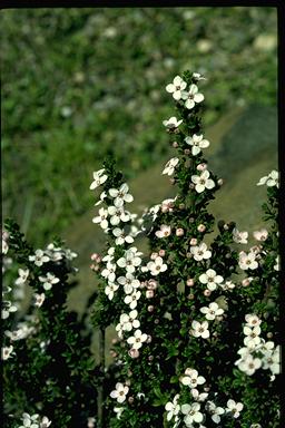 APII jpeg image of Zieria citriodora  © contact APII