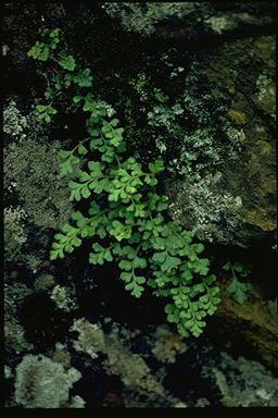 photo © ANBG