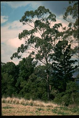 APII jpeg image of Eucalyptus quadrangulata  © contact APII