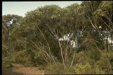 APII jpeg image of Eucalyptus rugosa  © contact APII
