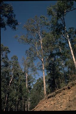 APII jpeg image of Eucalyptus rummeryi  © contact APII