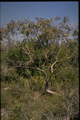 APII jpeg image of Eucalyptus arcana  © contact APII