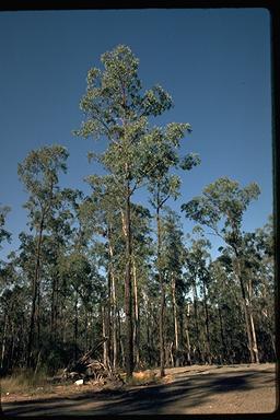 APII jpeg image of Eucalyptus tetrapleura  © contact APII