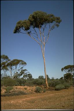 APII jpeg image of Eucalyptus transcontinentalis subsp. transcontinentalis  © contact APII