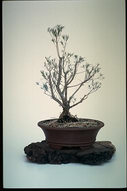 APII jpeg image of Melaleuca linariifolia 'Snowstorm'  © contact APII