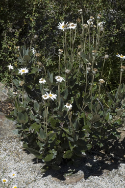 APII jpeg image of Olearia grandiflora  © contact APII