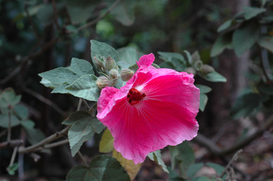 APII jpeg image of Hibiscus splendens hybrid  © contact APII