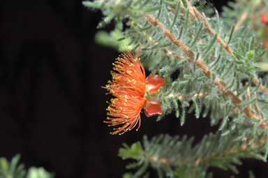 APII jpeg image of Eremaea pauciflora var. lonchophylla  © contact APII