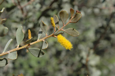 APII jpeg image of Acacia wickhamii subsp. wickhamii  © contact APII