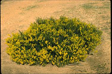 APII jpeg image of Acacia sclerophylla  © contact APII