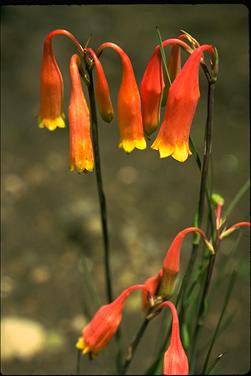 APII jpeg image of Blandfordia nobilis  © contact APII