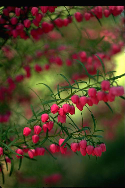 APII jpeg image of Boronia heterophylla © contact APII