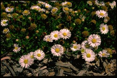 APII jpeg image of Calotis glandulosa  © contact APII
