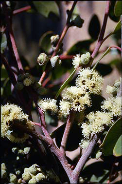 APII jpeg image of Eucalyptus serraensis  © contact APII