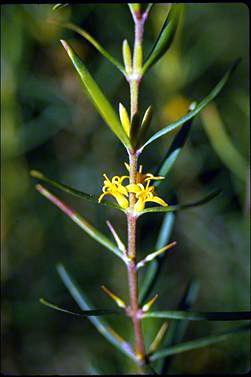 APII jpeg image of Persoonia mollis subsp. caleyi  © contact APII