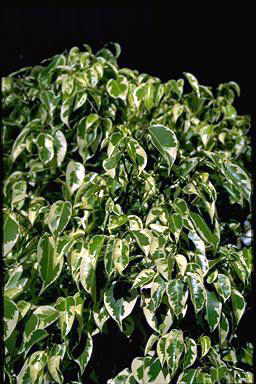 APII jpeg image of Ficus 'Gold Star'  © contact APII