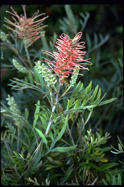 APII jpeg image of Grevillea 'Pink Champagne'  © contact APII