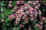 Leptospermum 'Pageant' - click for larger image