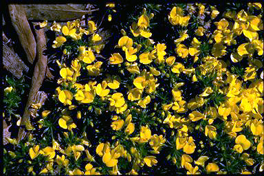APII jpeg image of Pultenaea pedunculata 'Pyalong Gold'  © contact APII