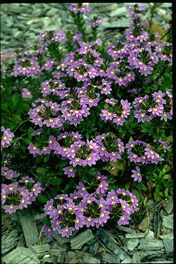 APII jpeg image of Scaevola 'Purple Fanfare'  © contact APII