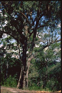 APII jpeg image of Eucalyptus piperita  © contact APII