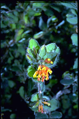 APII jpeg image of Grevillea drummondii subsp. pimeleoides  © contact APII
