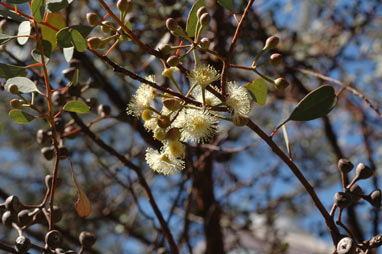 APII jpeg image of Eucalyptus websteriana subsp. norsemanica  © contact APII