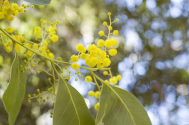 APII jpeg image of Acacia bancroftiorum  © contact APII