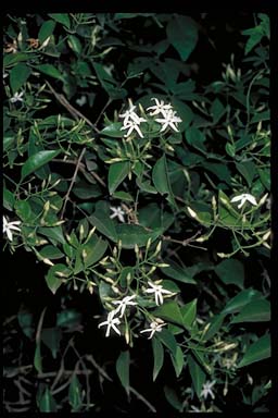 APII jpeg image of Jasminum simplicifolium var. australiense  © contact APII