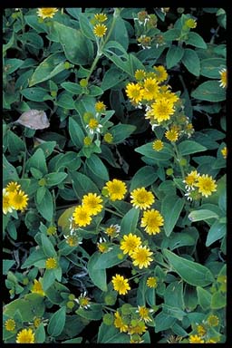 APII jpeg image of Wollastonia biflora  © contact APII
