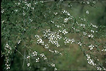 APII jpeg image of Leptospermum divaricatum  © contact APII