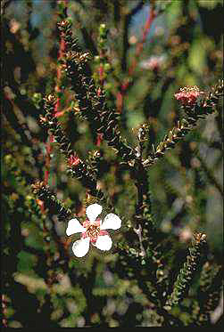 APII jpeg image of Leptospermum epacridoideum  © contact APII