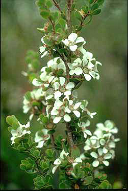 APII jpeg image of Leptospermum glaucescens  © contact APII
