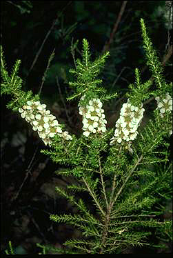 APII jpeg image of Leptospermum liversidgei  © contact APII